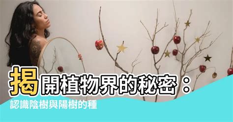 陽樹林 陰樹林|陽樹